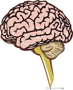 人間の脳