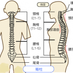 脊柱・脊髄画像